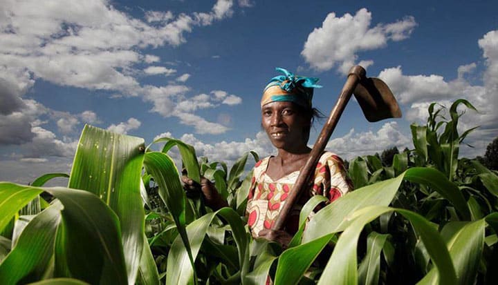 Smallholder farmers in field