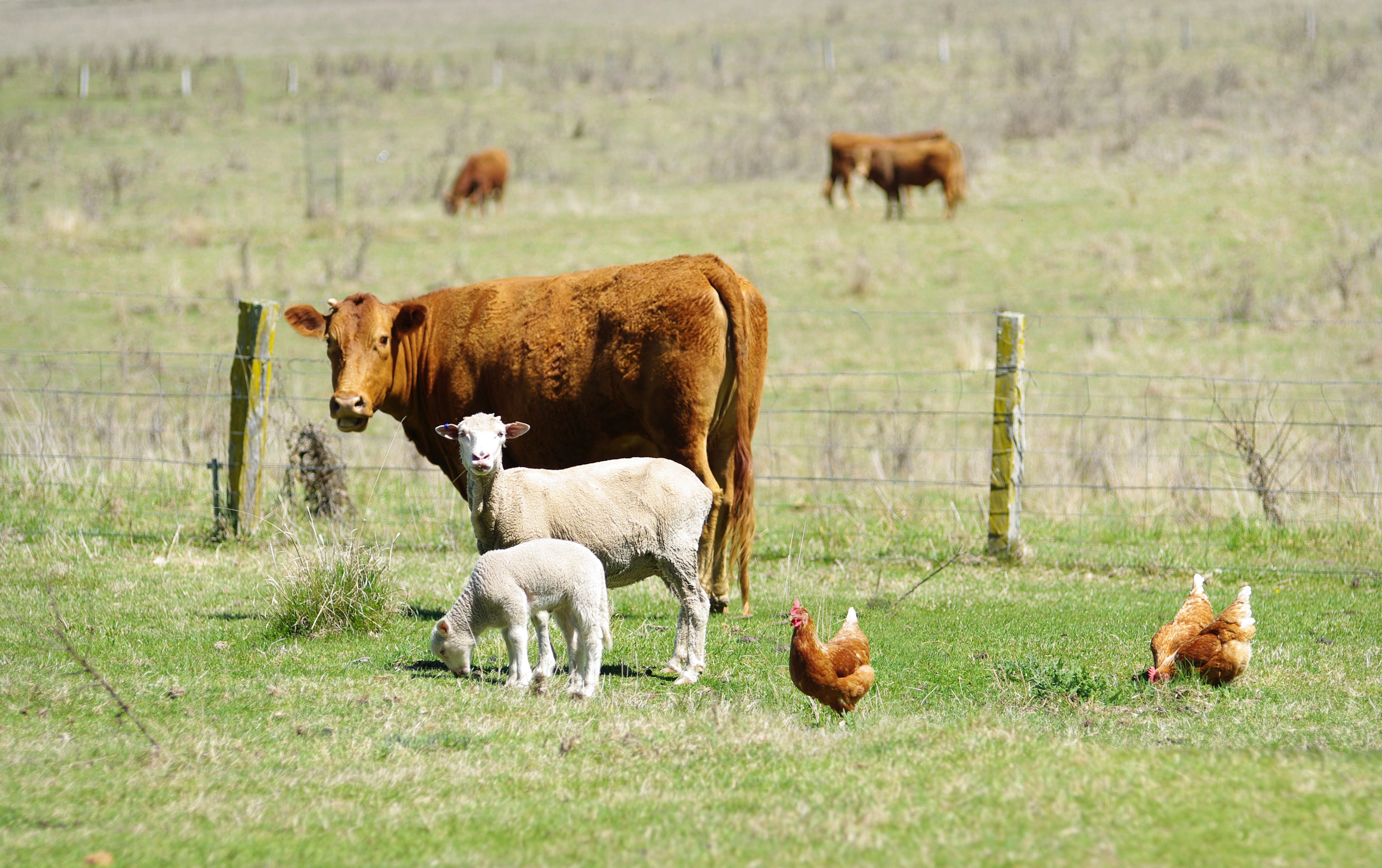 Sheep grazing under solar panels